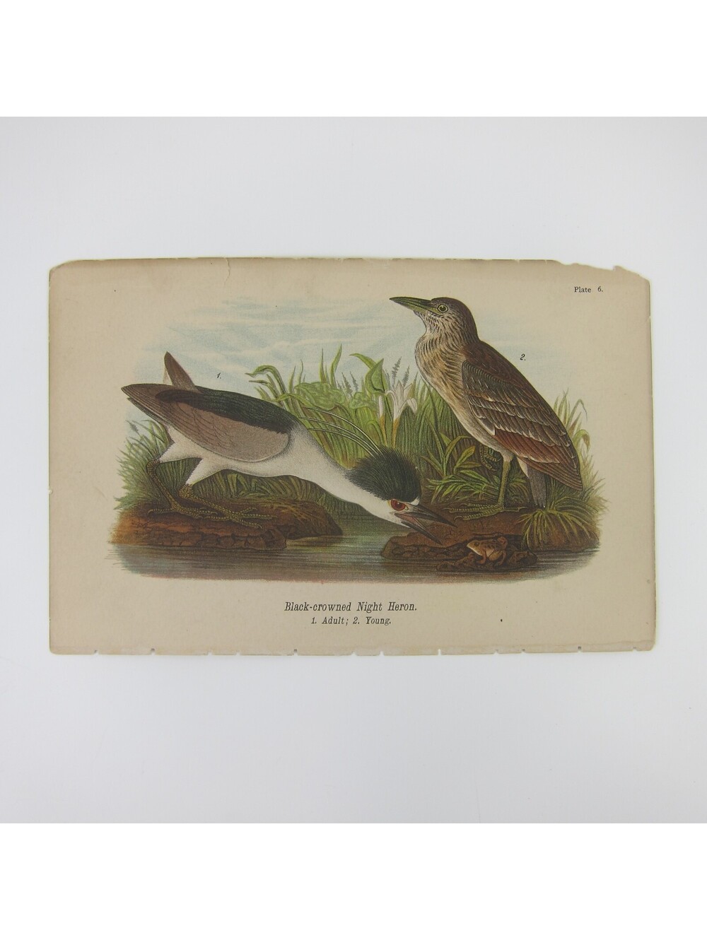 Bird Litho Print After John James Audubon Black-crowned Night Heron Antique 1890